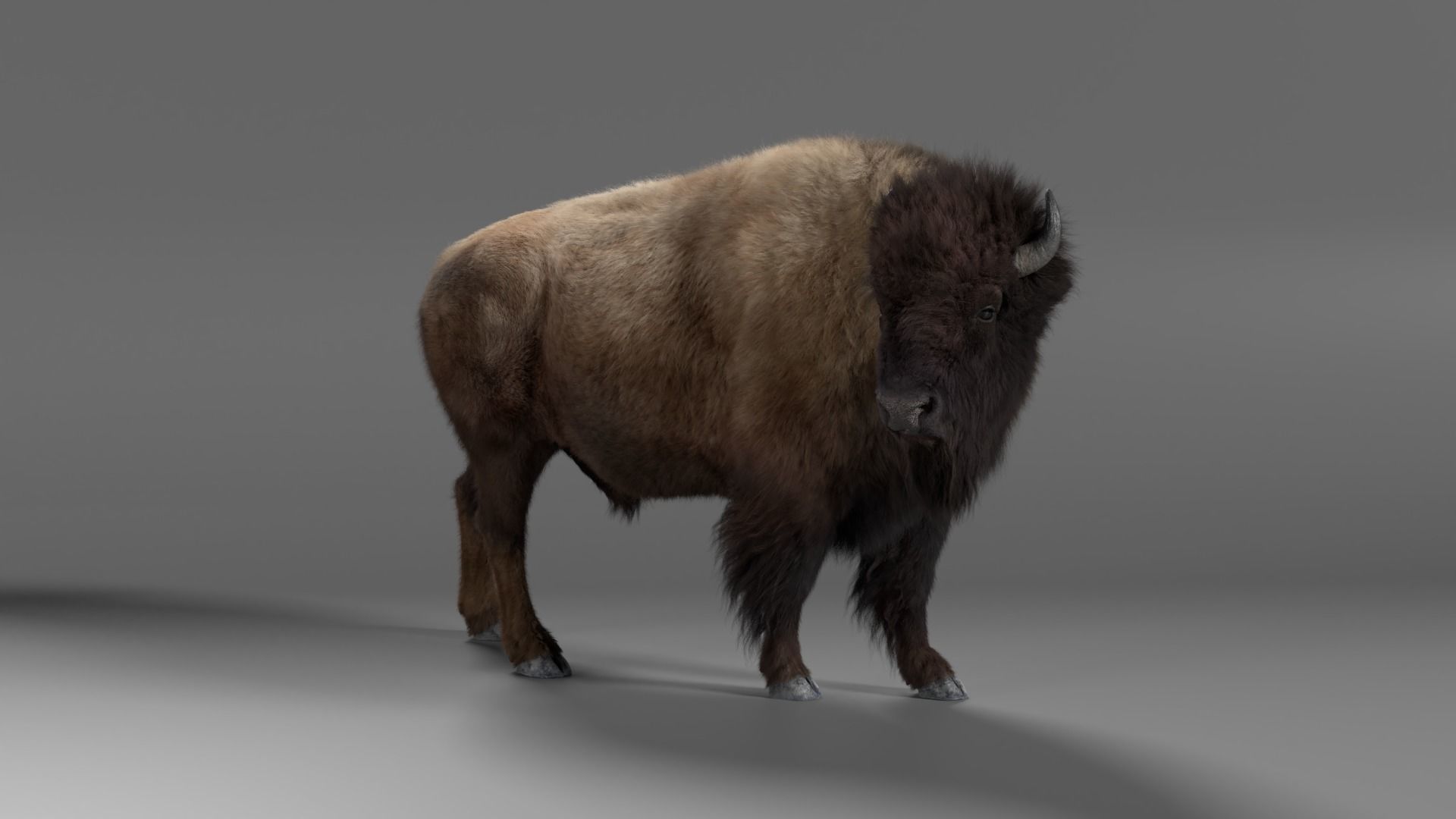 Bison Male Animated 3D model_9