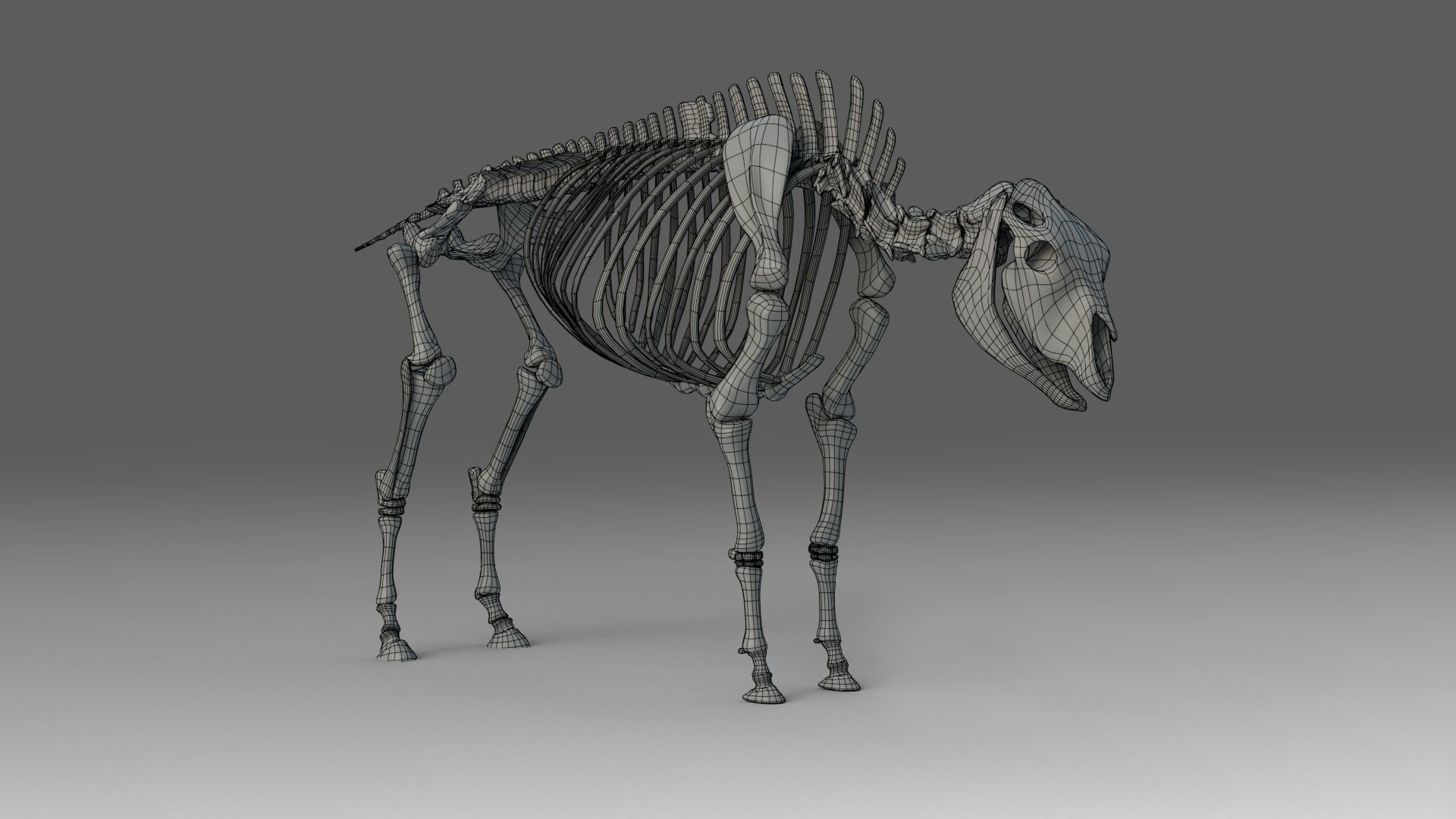 Bison Male Animated 3D model_13