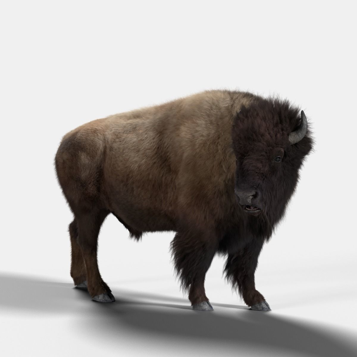 Bison Male Animated 3D model_6
