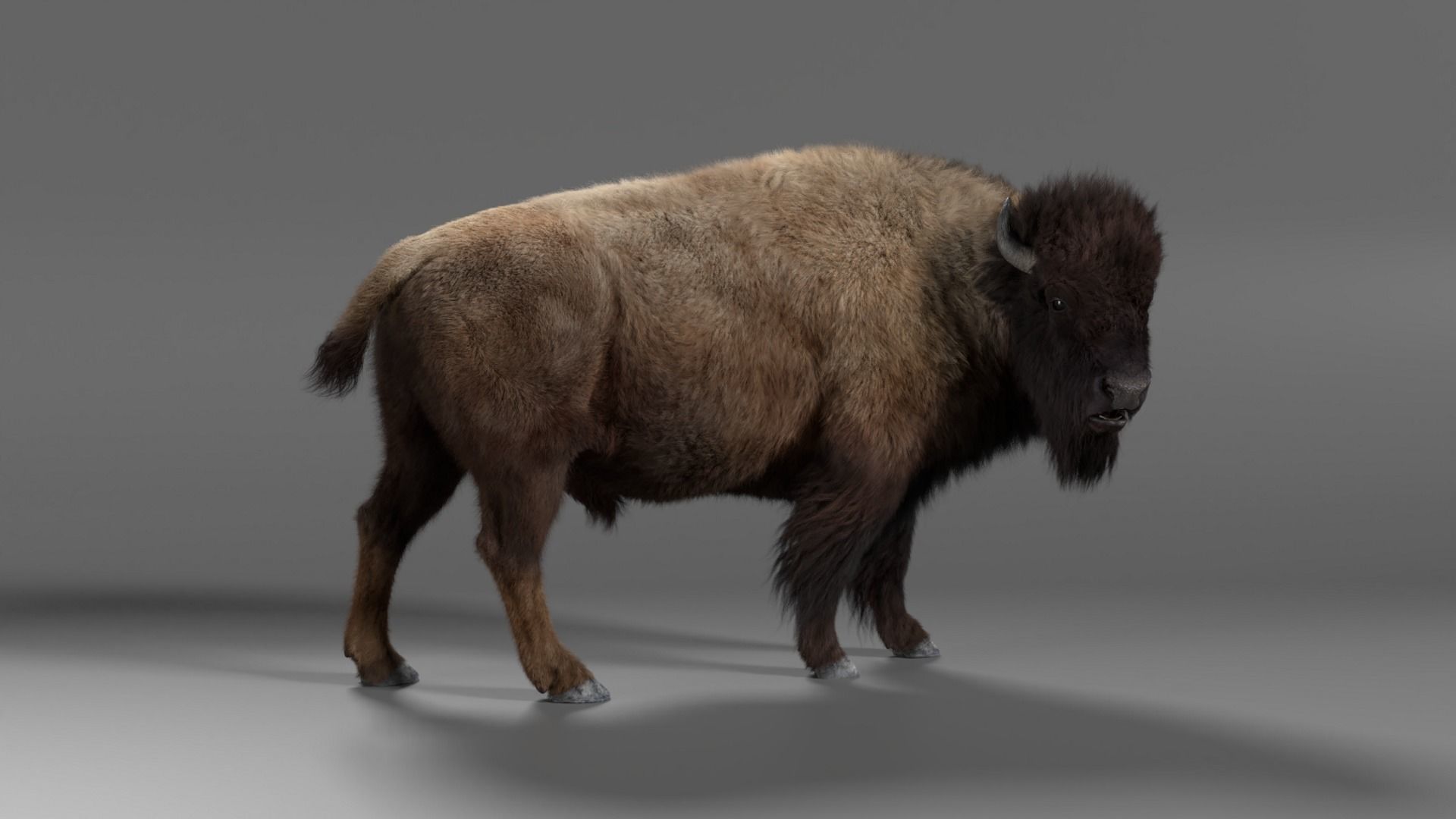 Bison Male Animated 3D model_10