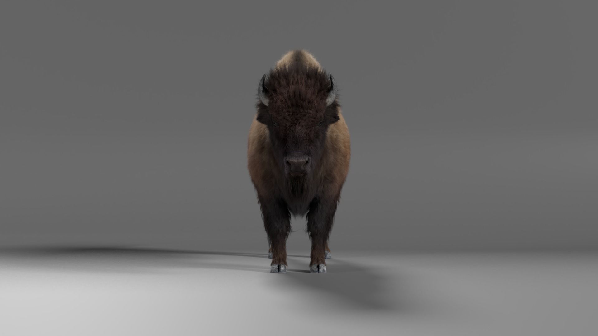 Bison Male Animated 3D model_8