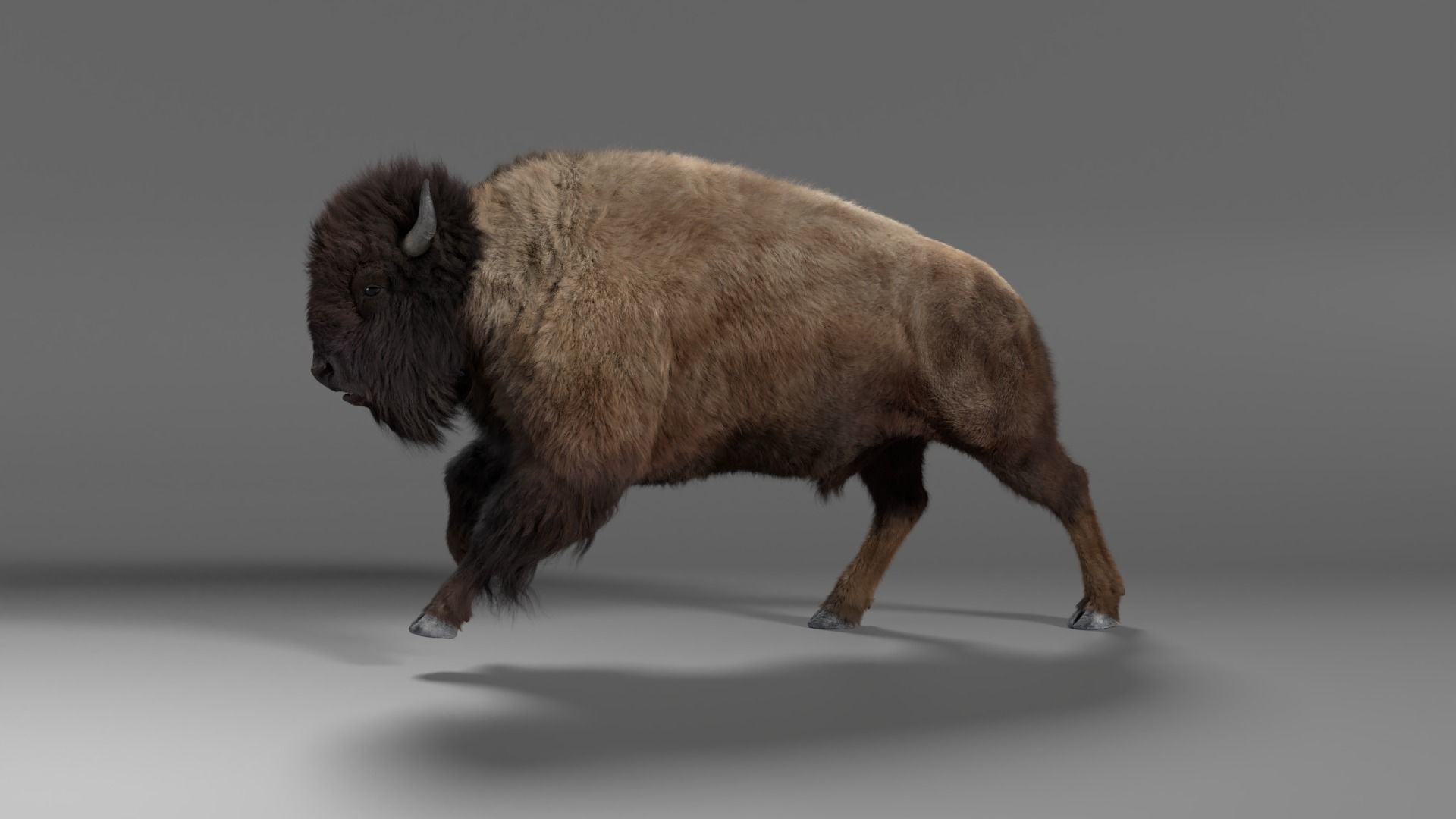Bison Male Animated 3D model_7