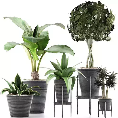 Plants Collection 40