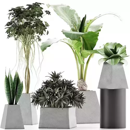 Plants Collection 42