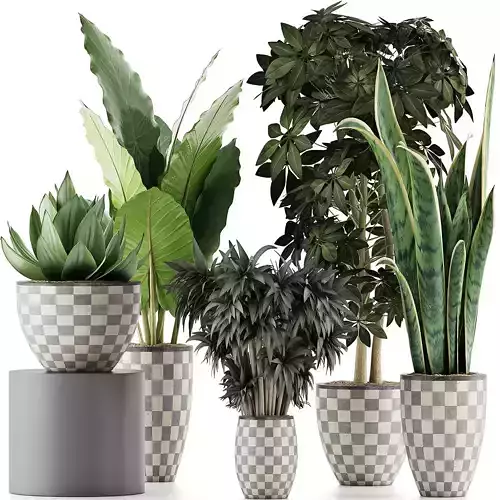 Plants Collection 43 3D model