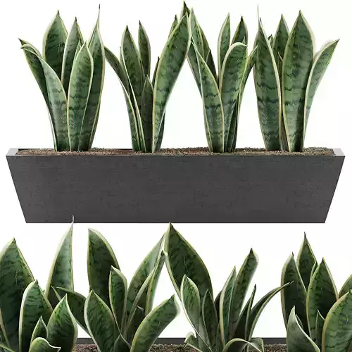 Plants Collection 47