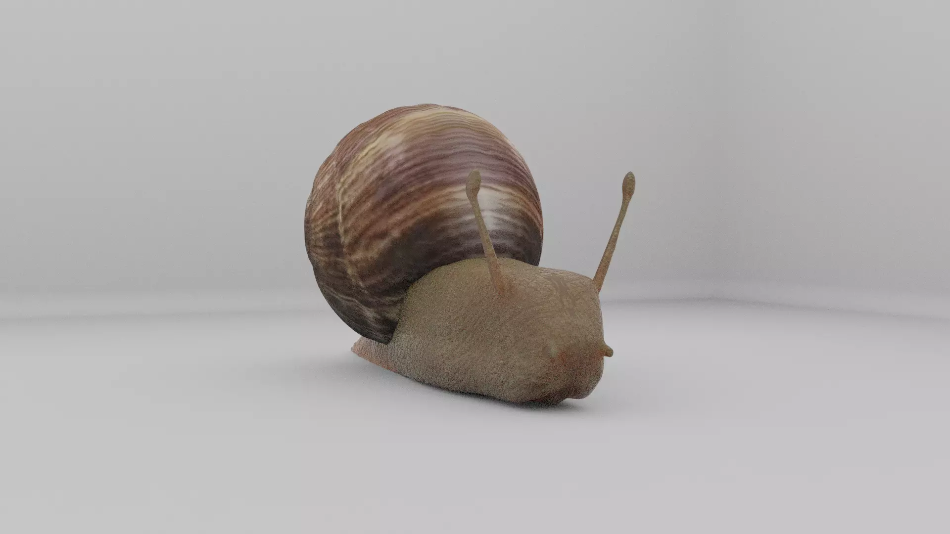 A Snail 3D model_0