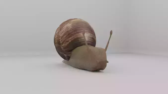 A Snail