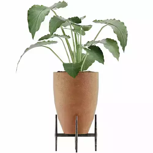 Plants Collection 50