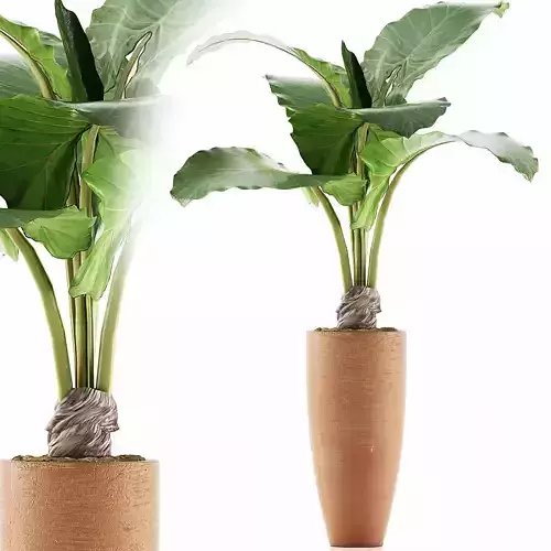 Plants Collection 53 3D model