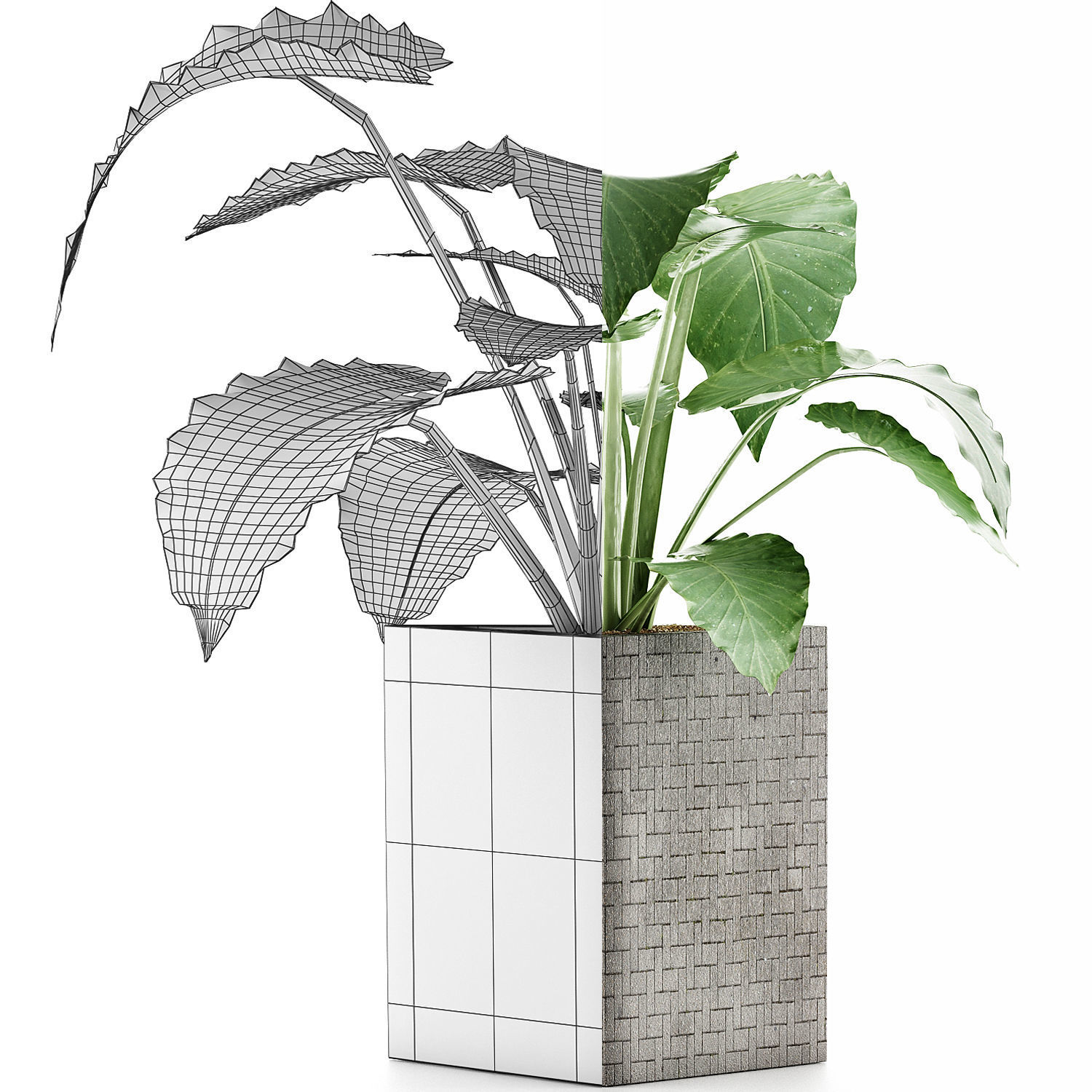 Plants Collection 55 3D model_5
