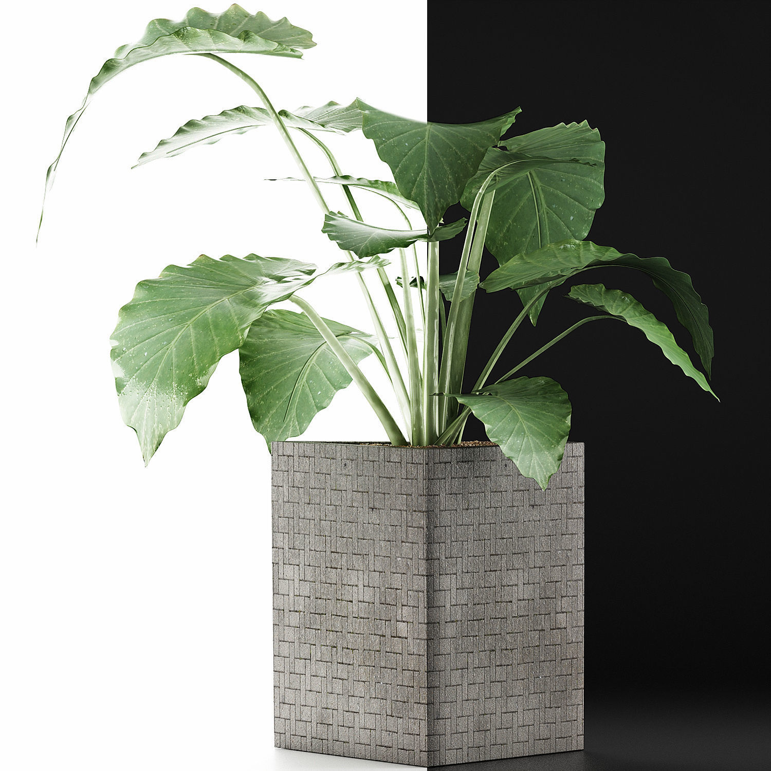 Plants Collection 55 3D model_2
