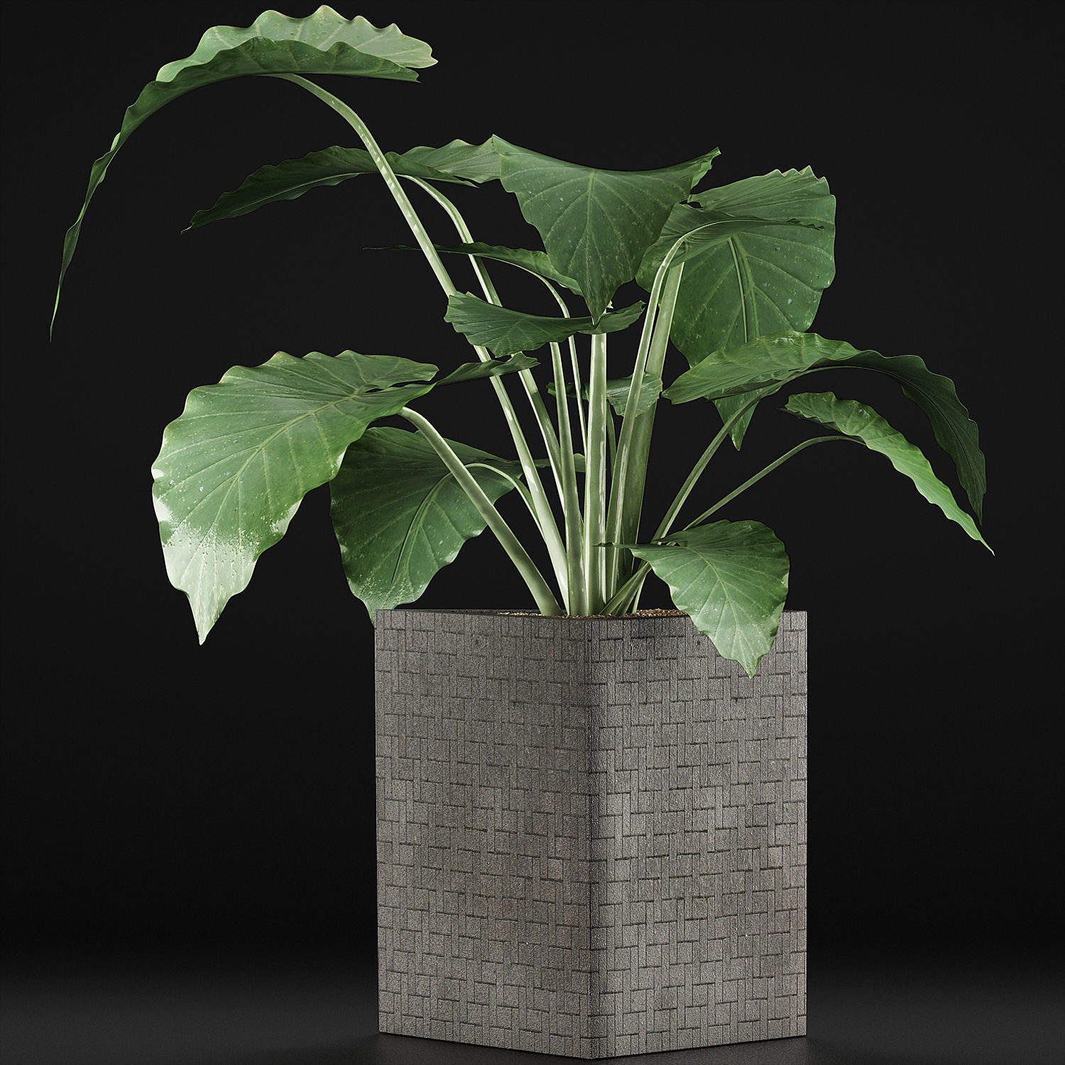 Plants Collection 55 3D model_1