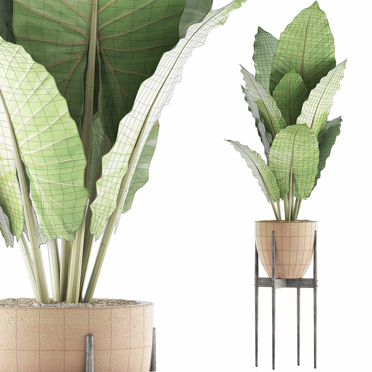 Plants Collection 56 3D model_6