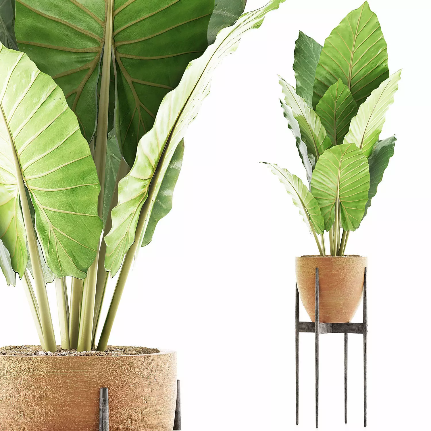 Plants Collection 56 3D model_0