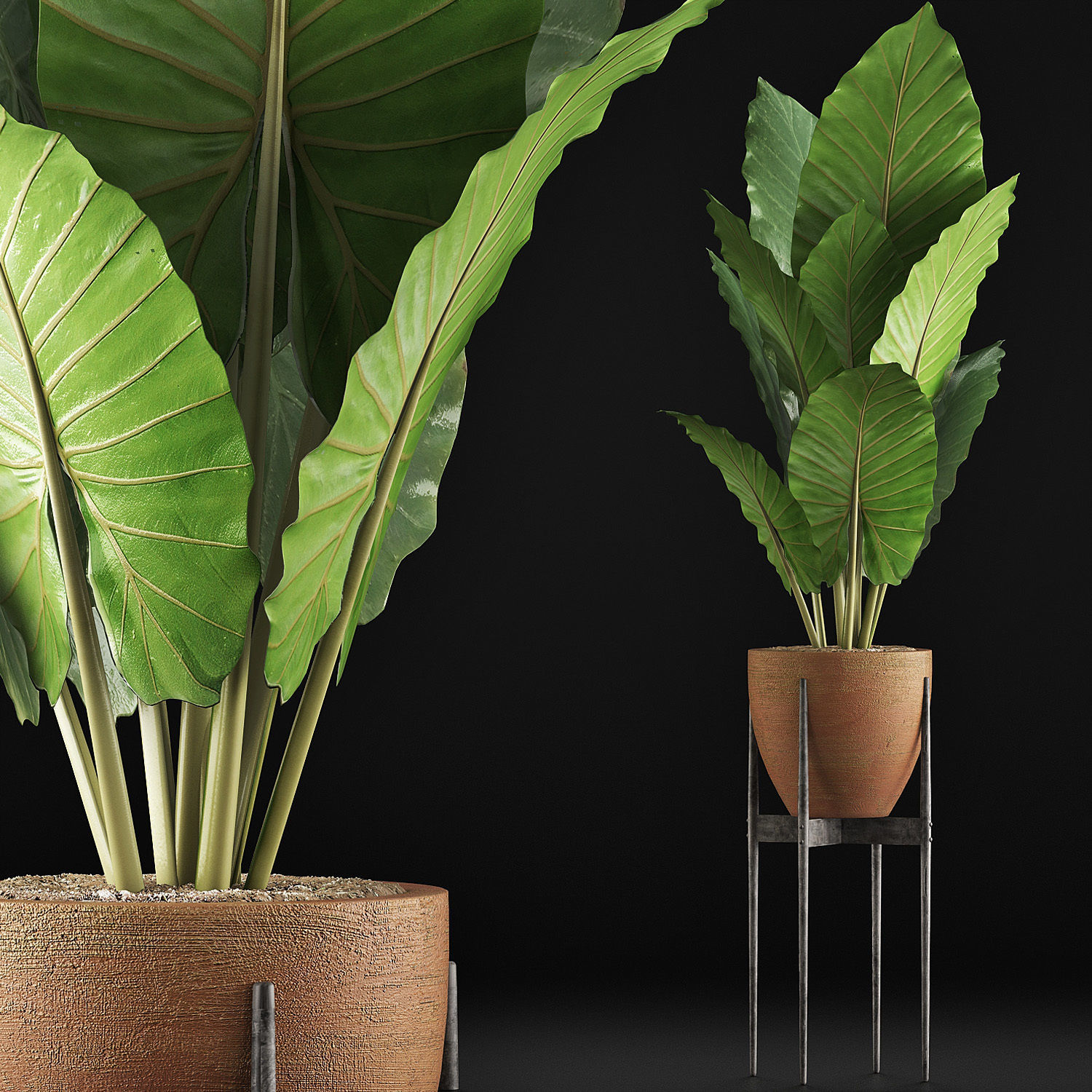 Plants Collection 56 3D model_2