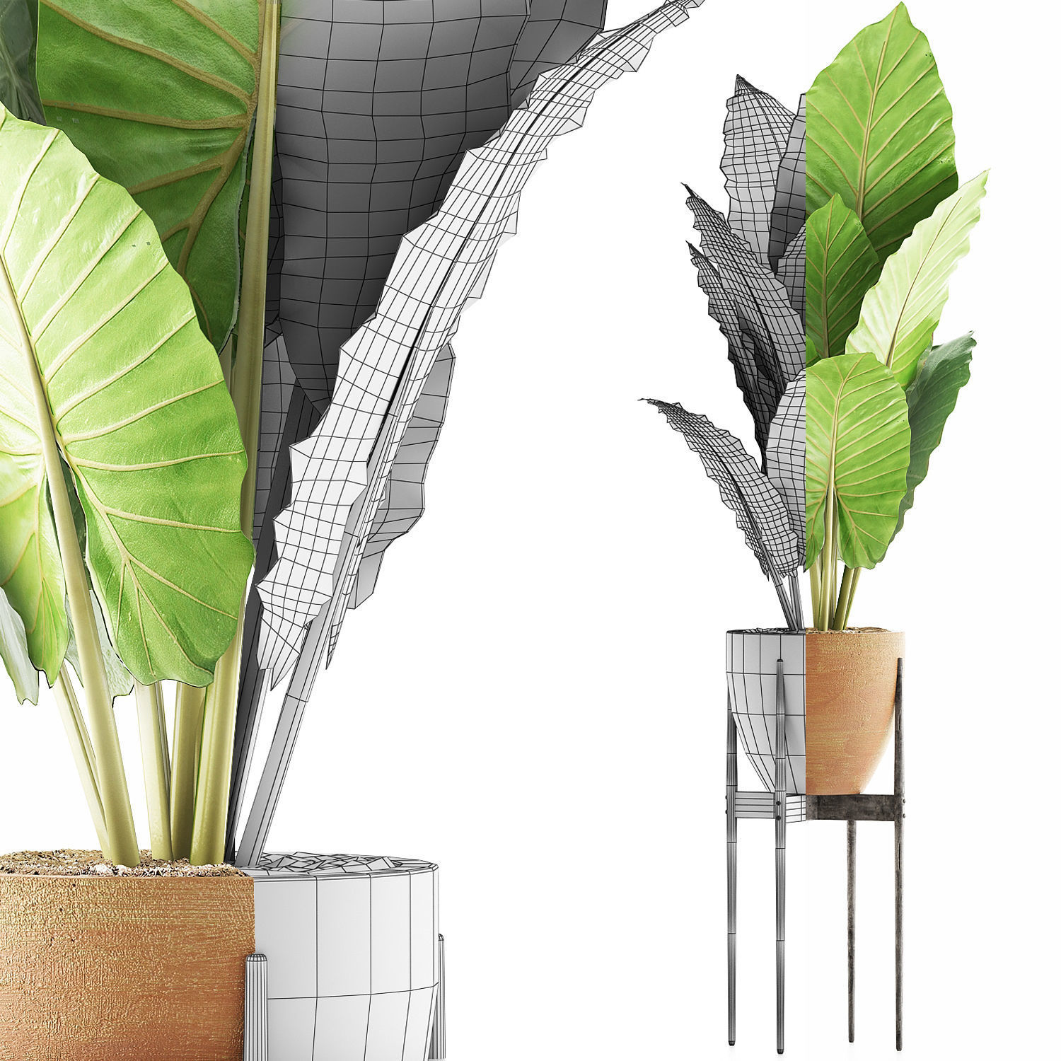 Plants Collection 56 3D model_7