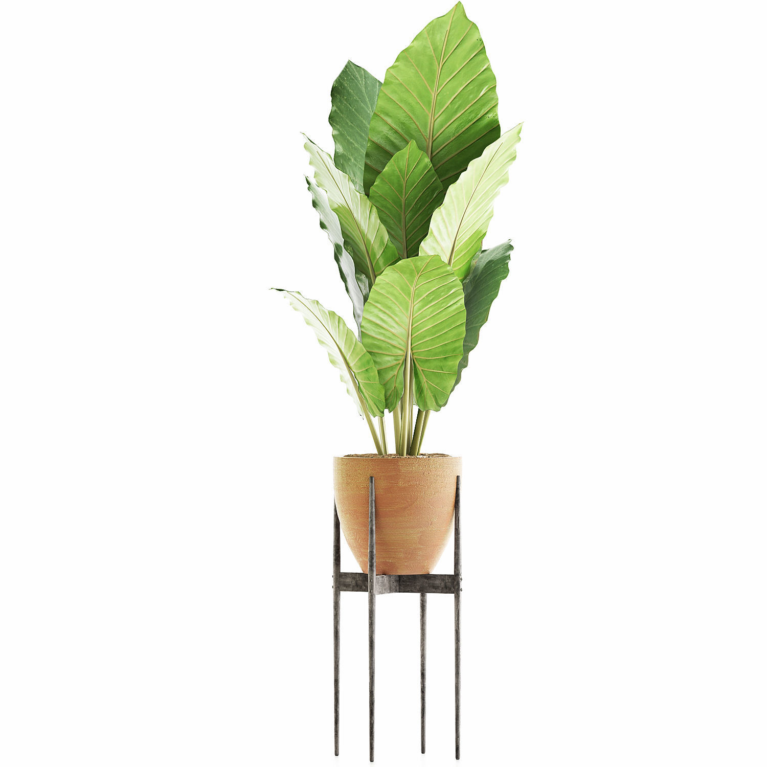 Plants Collection 56 3D model_1