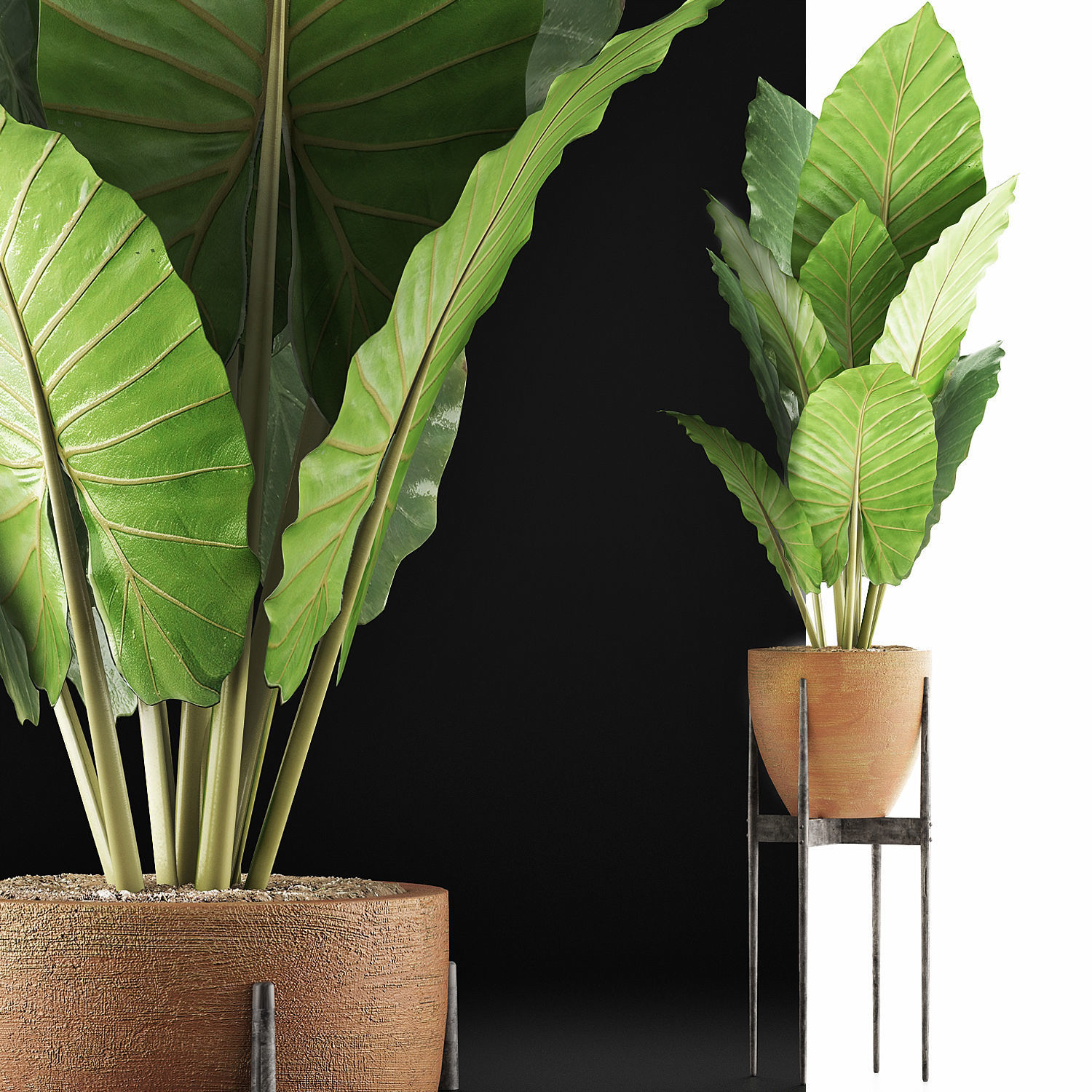 Plants Collection 56 3D model_5