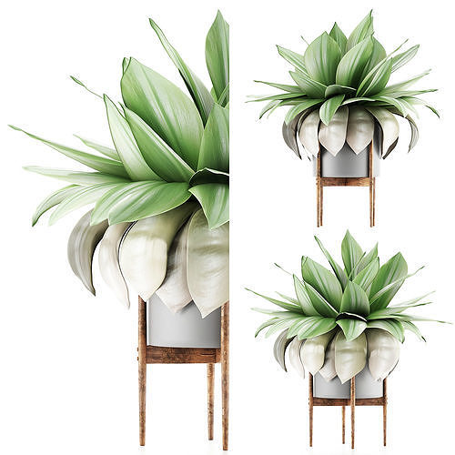 Plants Collection 58 3D model