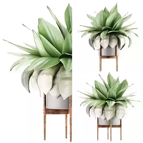 Plants Collection 58 3D model
