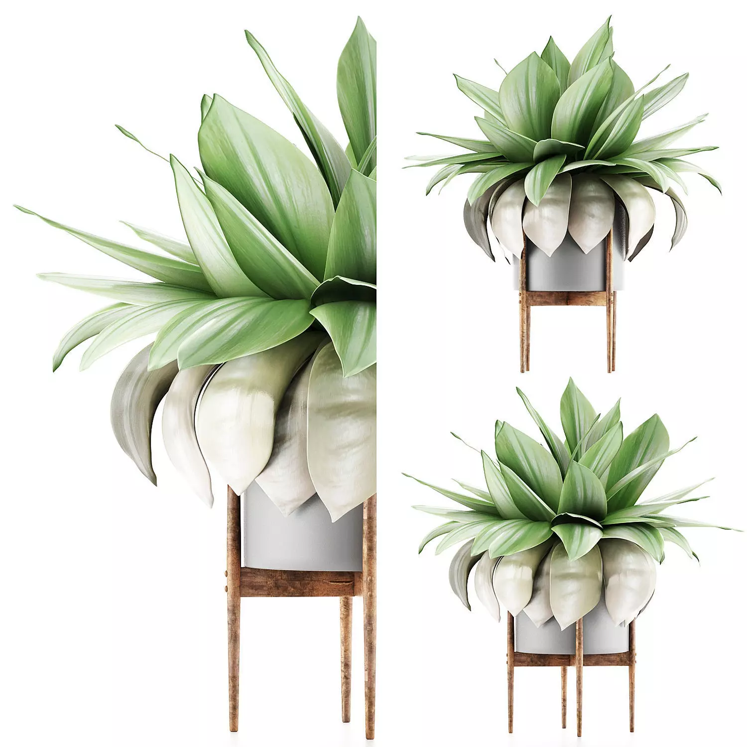 Plants Collection 58 3D model_0