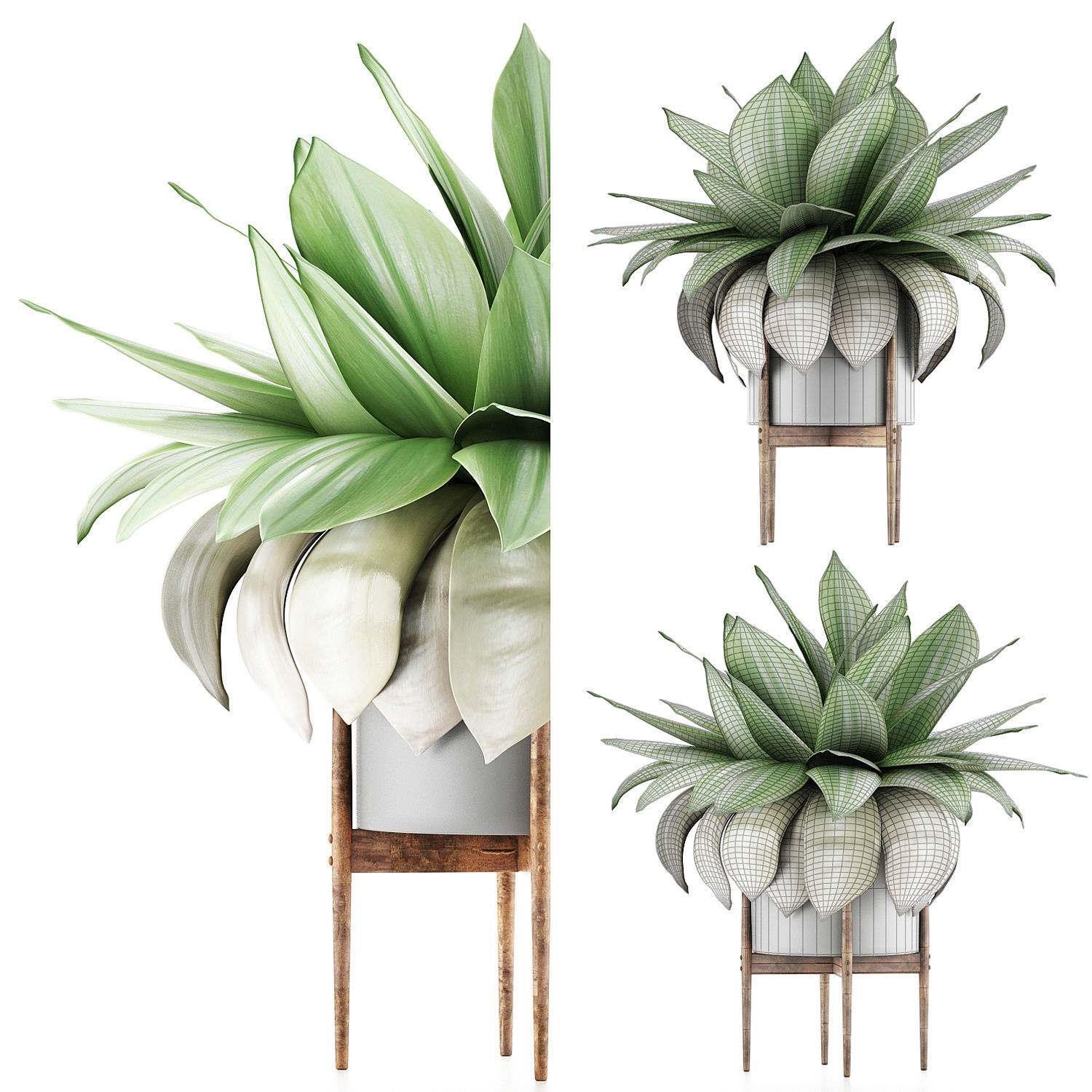 Plants Collection 58 3D model_3