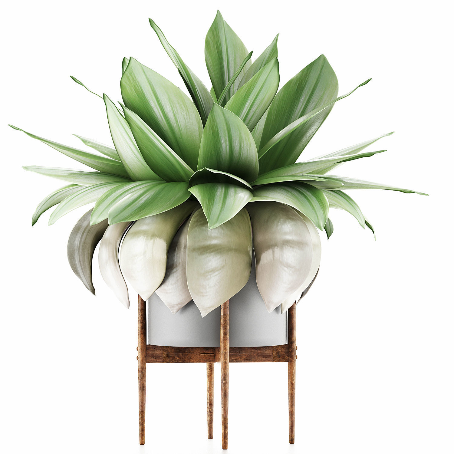 Plants Collection 58 3D model_1