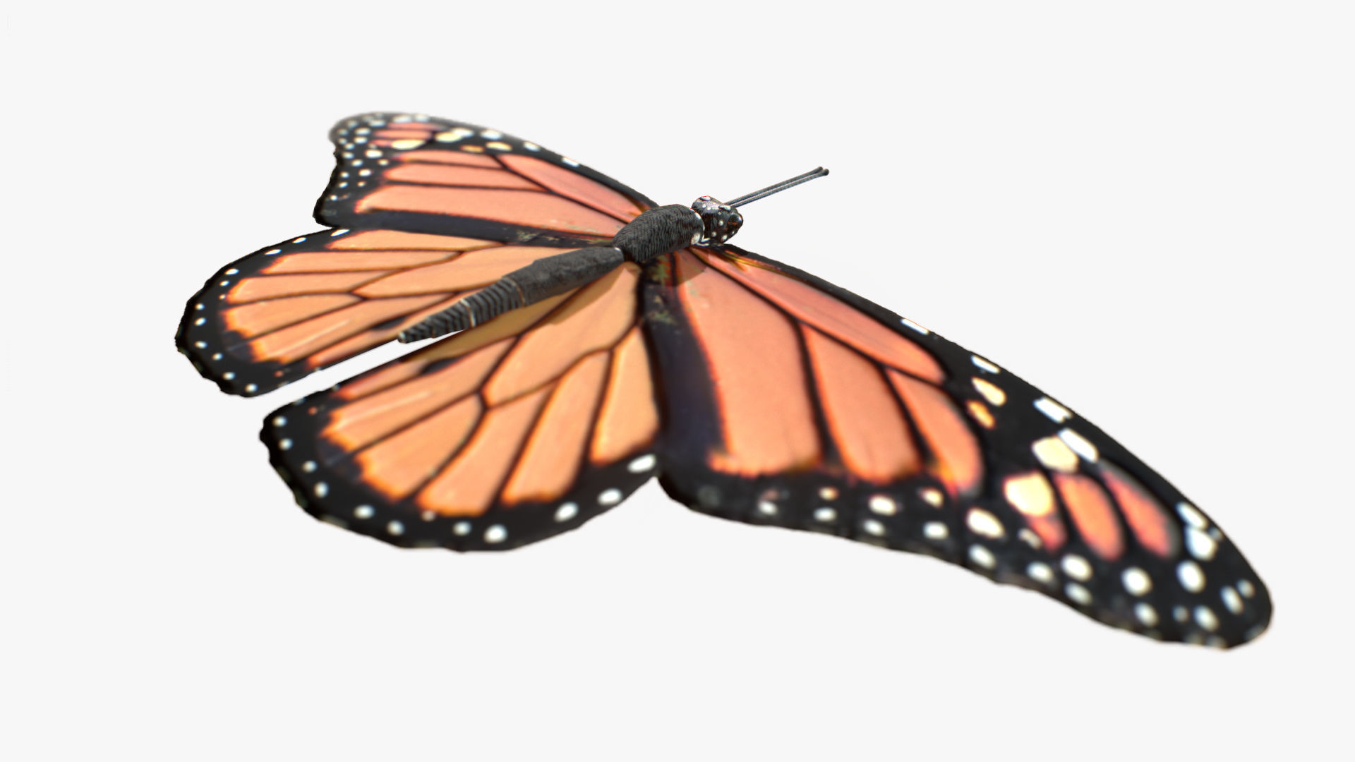 Low-Poly Butterfly - Fully Rigged For Blender Free low-poly 3D model_4