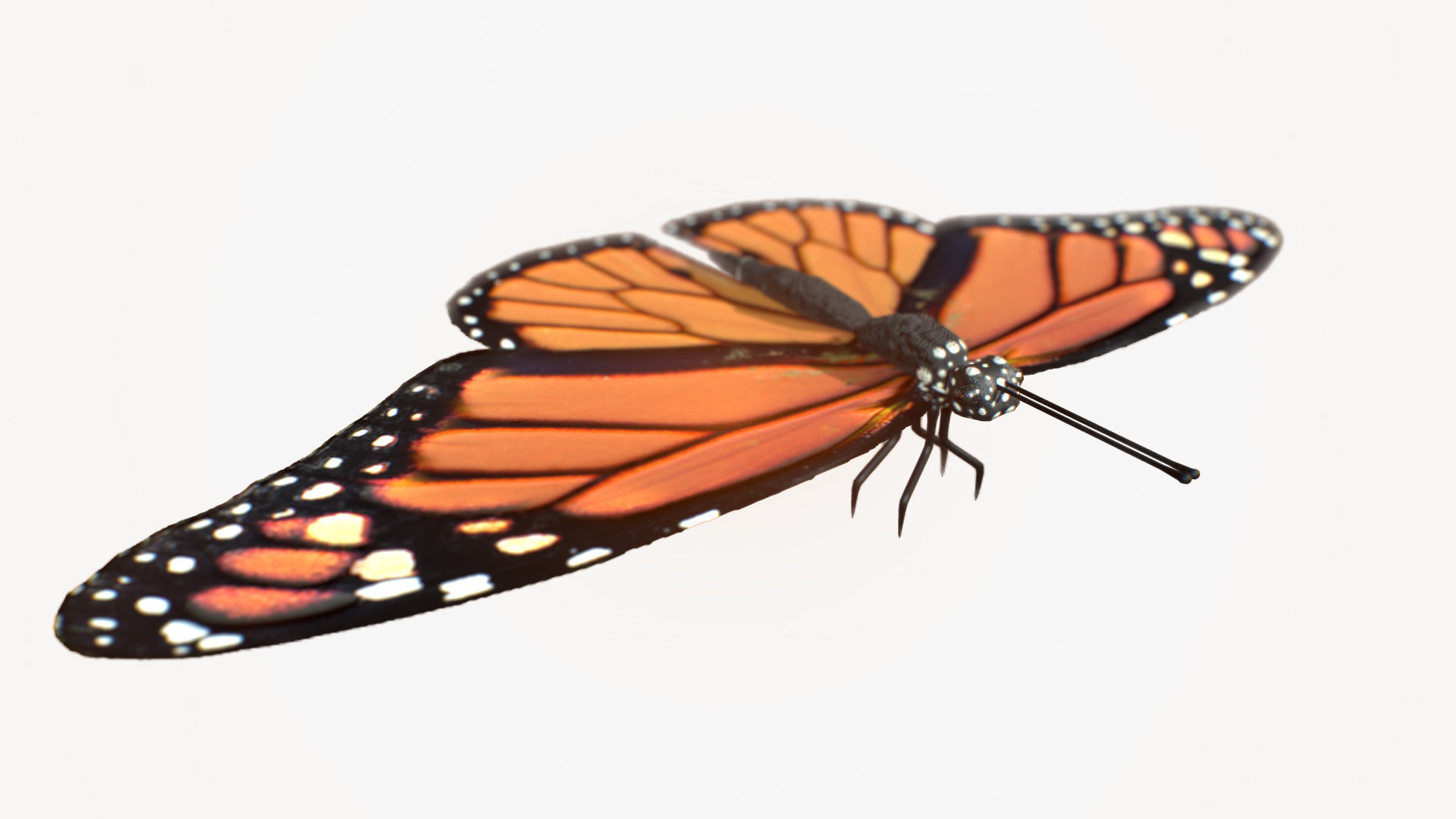 Low-Poly Butterfly - Fully Rigged For Blender Free low-poly 3D model_3