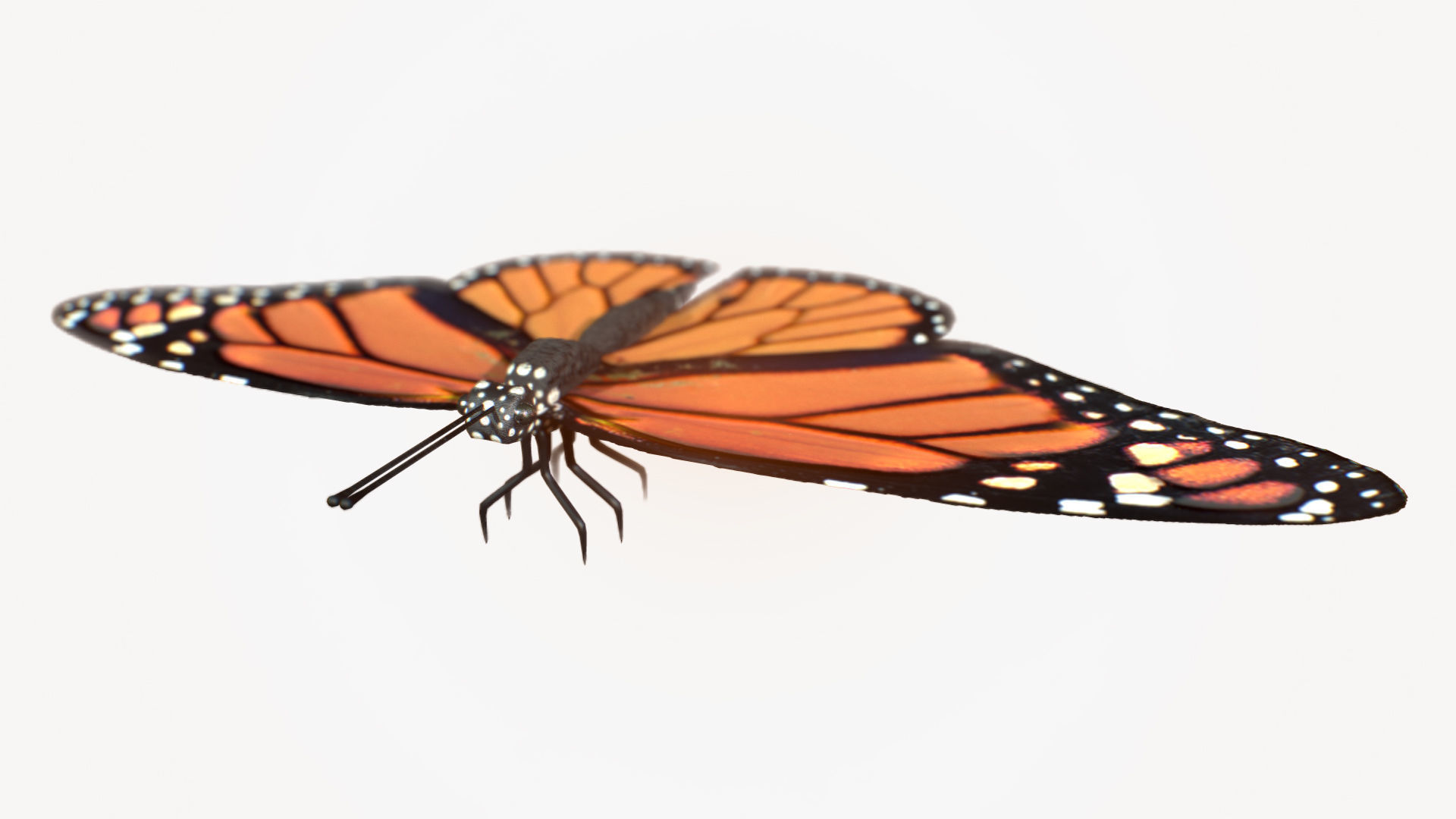 Low-Poly Butterfly - Fully Rigged For Blender Free low-poly 3D model_6