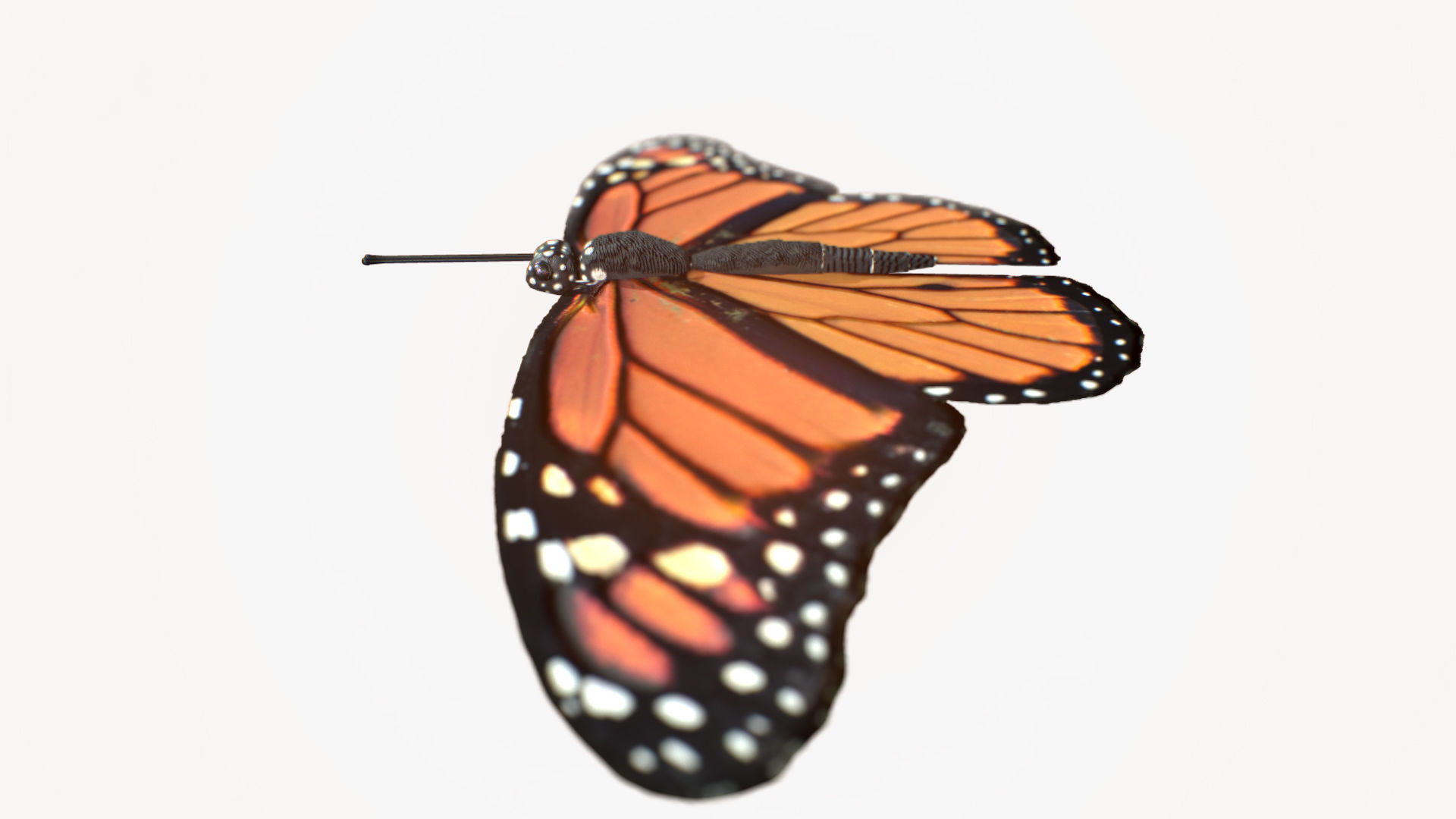 Low-Poly Butterfly - Fully Rigged For Blender Free low-poly 3D model_5