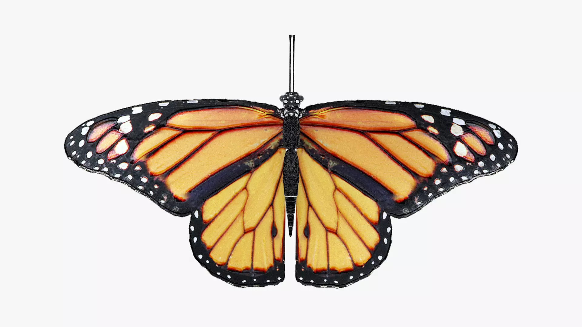 Low-Poly Butterfly - Fully Rigged For Blender Free low-poly 3D model_0