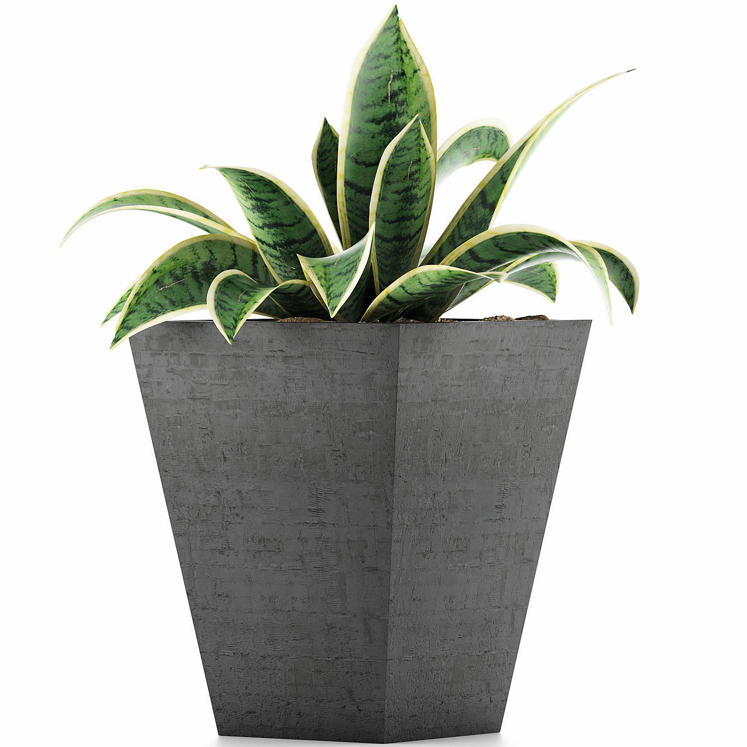 Plants Collection 60 3D model_2