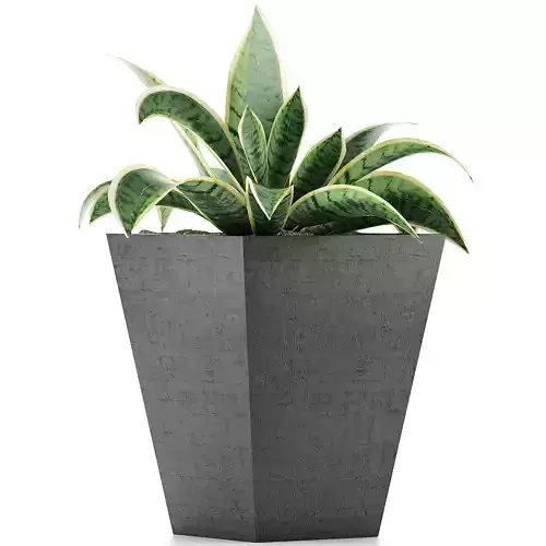 Plants Collection 60 3D model