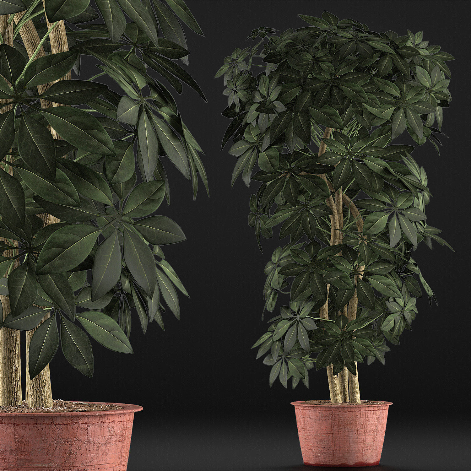 Plants Collection 64 3D model_2