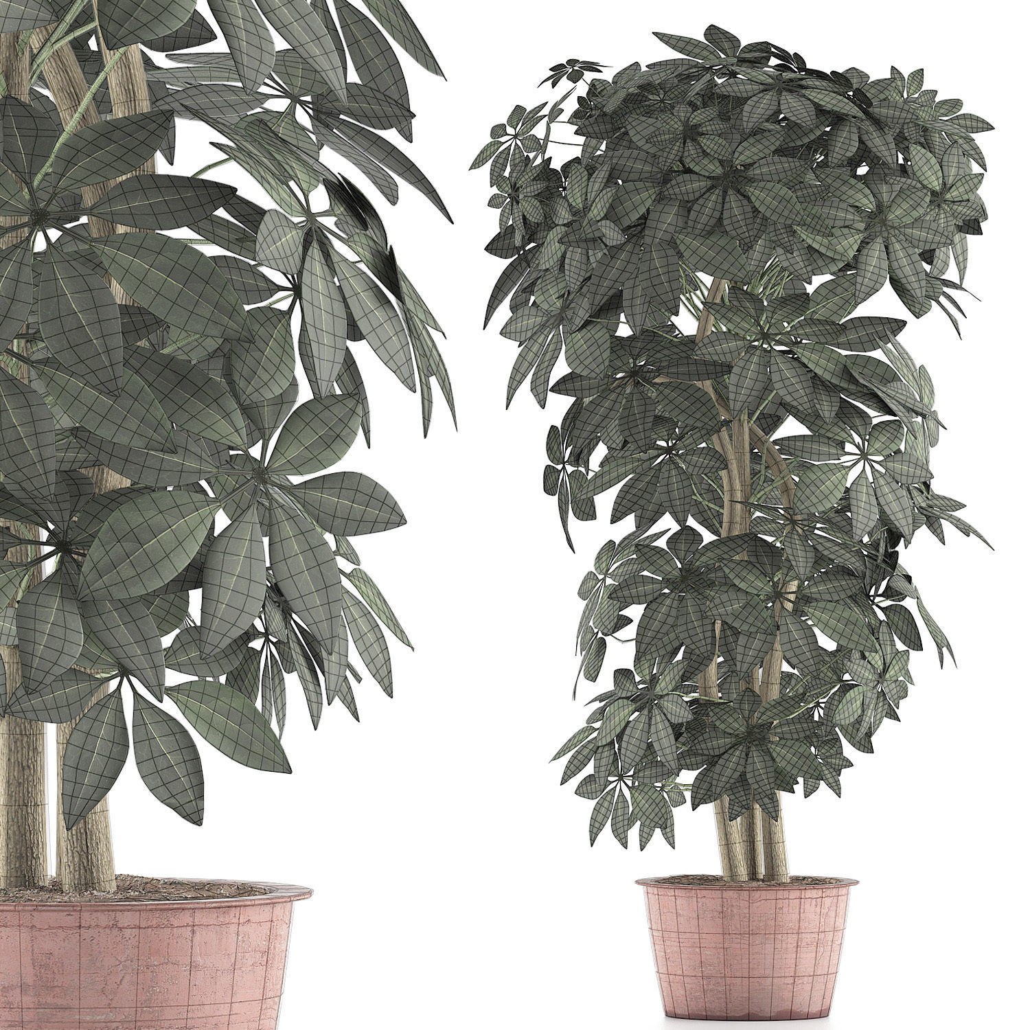 Plants Collection 64 3D model_6