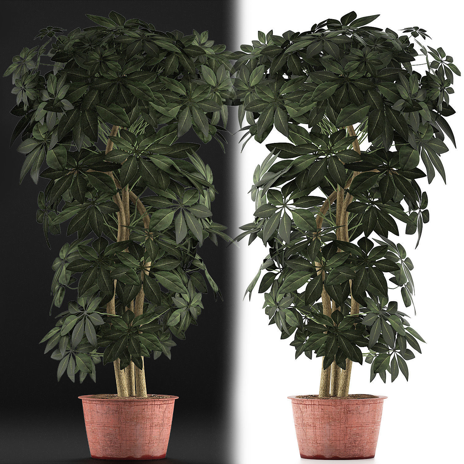 Plants Collection 64 3D model_3