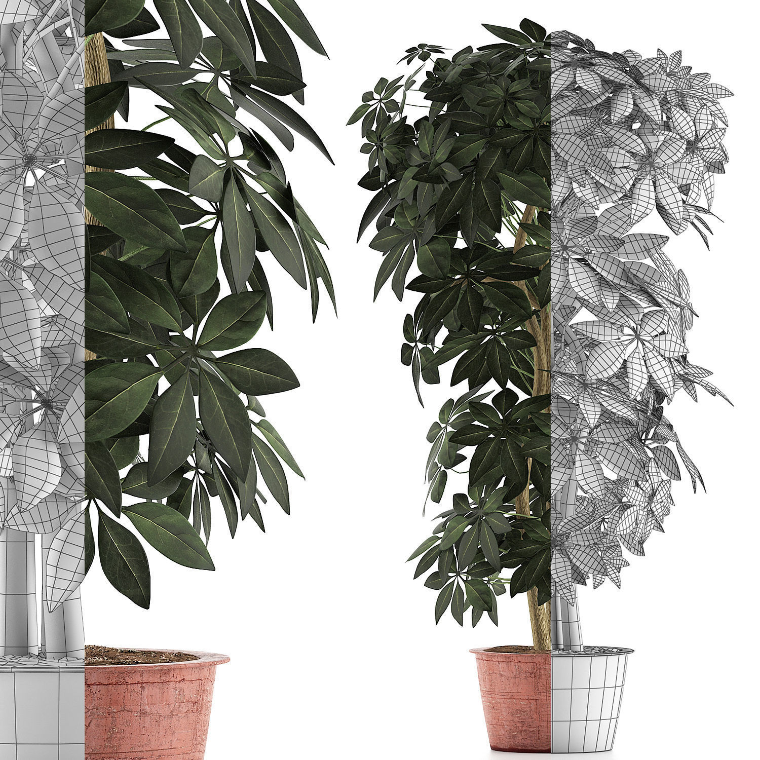 Plants Collection 64 3D model_7