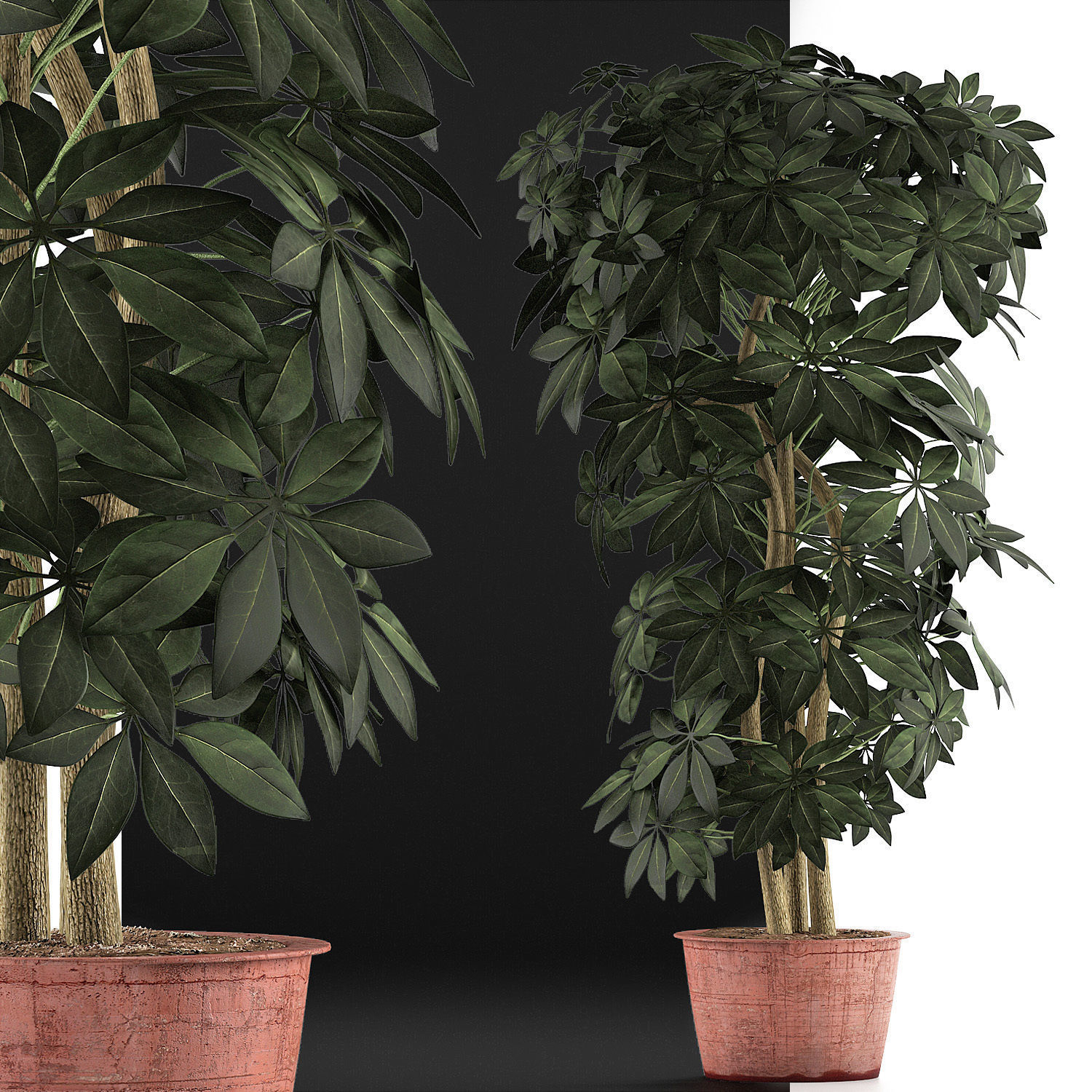 Plants Collection 64 3D model_5