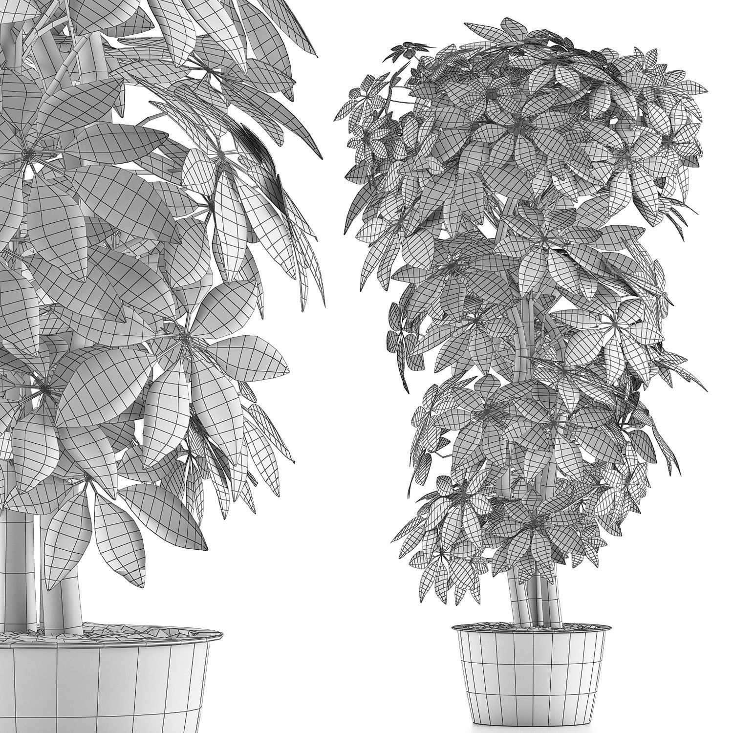 Plants Collection 64 3D model_4