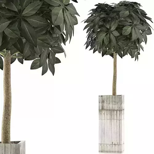 Plants Collection 65 3D model