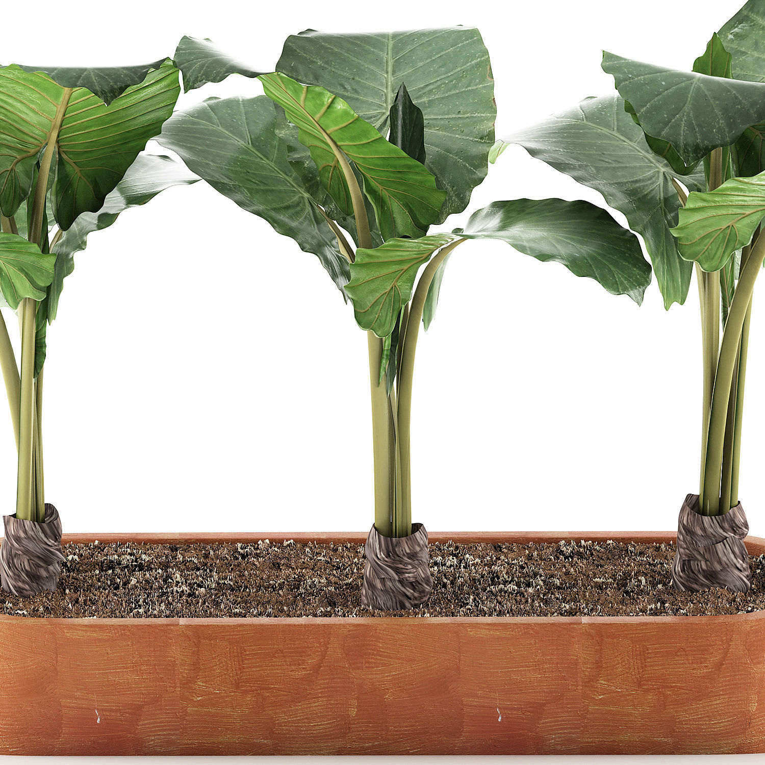 Plants Collection 70 3D model_3