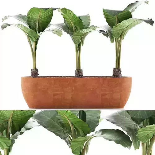 Plants Collection 70 3D model