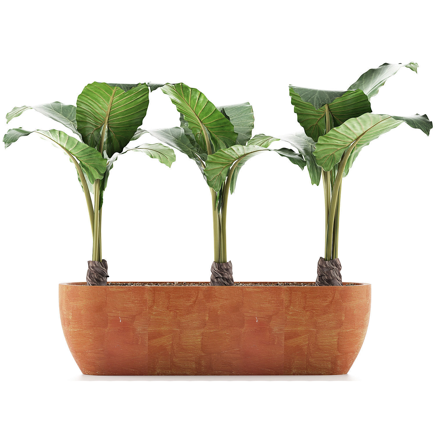 Plants Collection 70 3D model_1