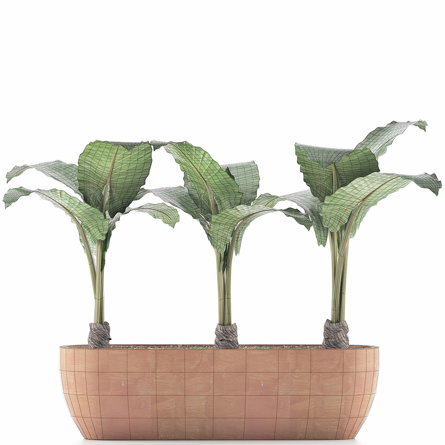 Plants Collection 70 3D model_7