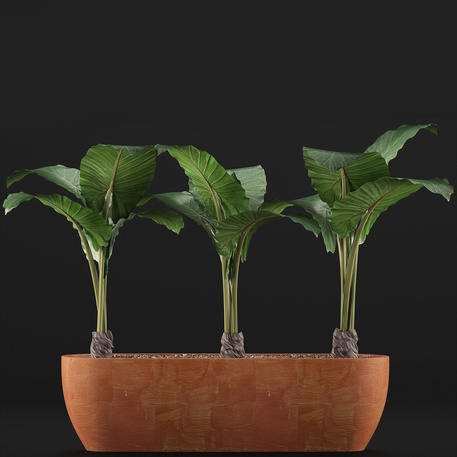 Plants Collection 70 3D model_2