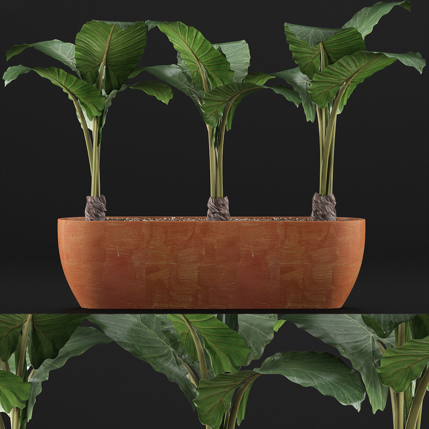 Plants Collection 70 3D model_8