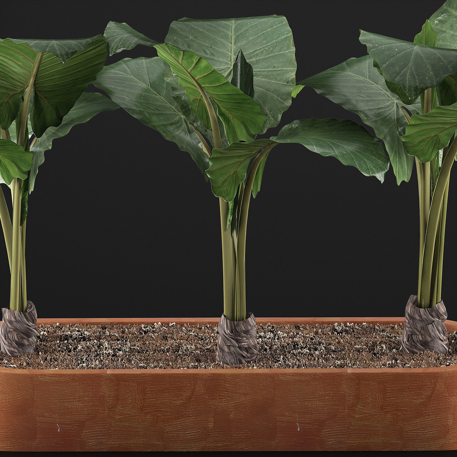 Plants Collection 70 3D model_4