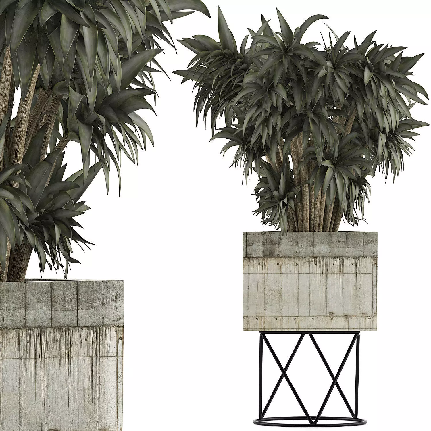 Plants Collection 80 3D model_0